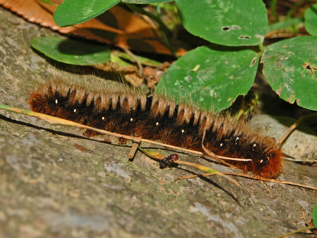 Un bruco da identificare - Lasiocampa quercus